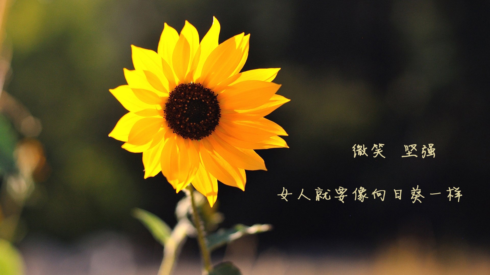 布阵如棋,布鲁诺一子定乾坤,马竞绝境中的完美心脏