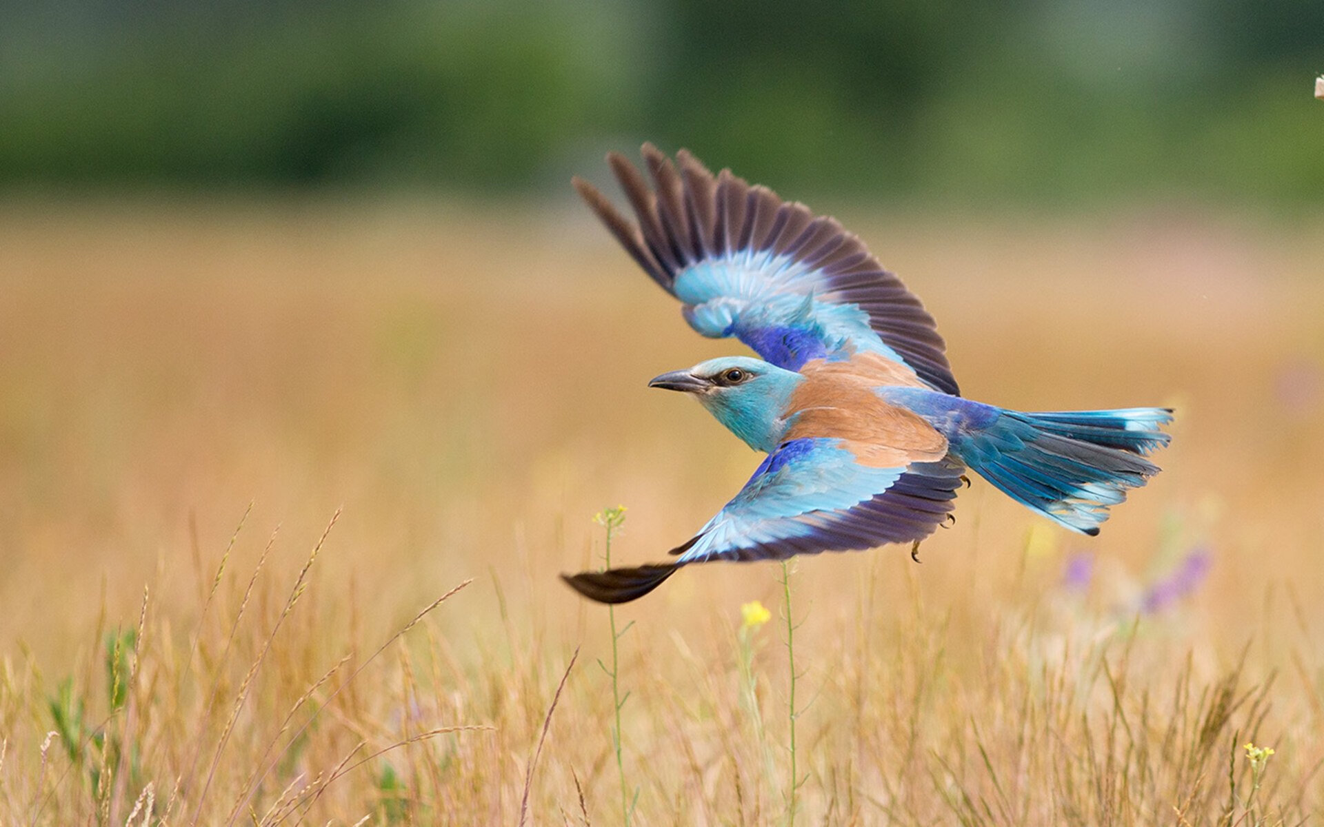 开云体育入口-当富安健洋在抢七决战中，踢出了巴萨制霸曼联的幽灵