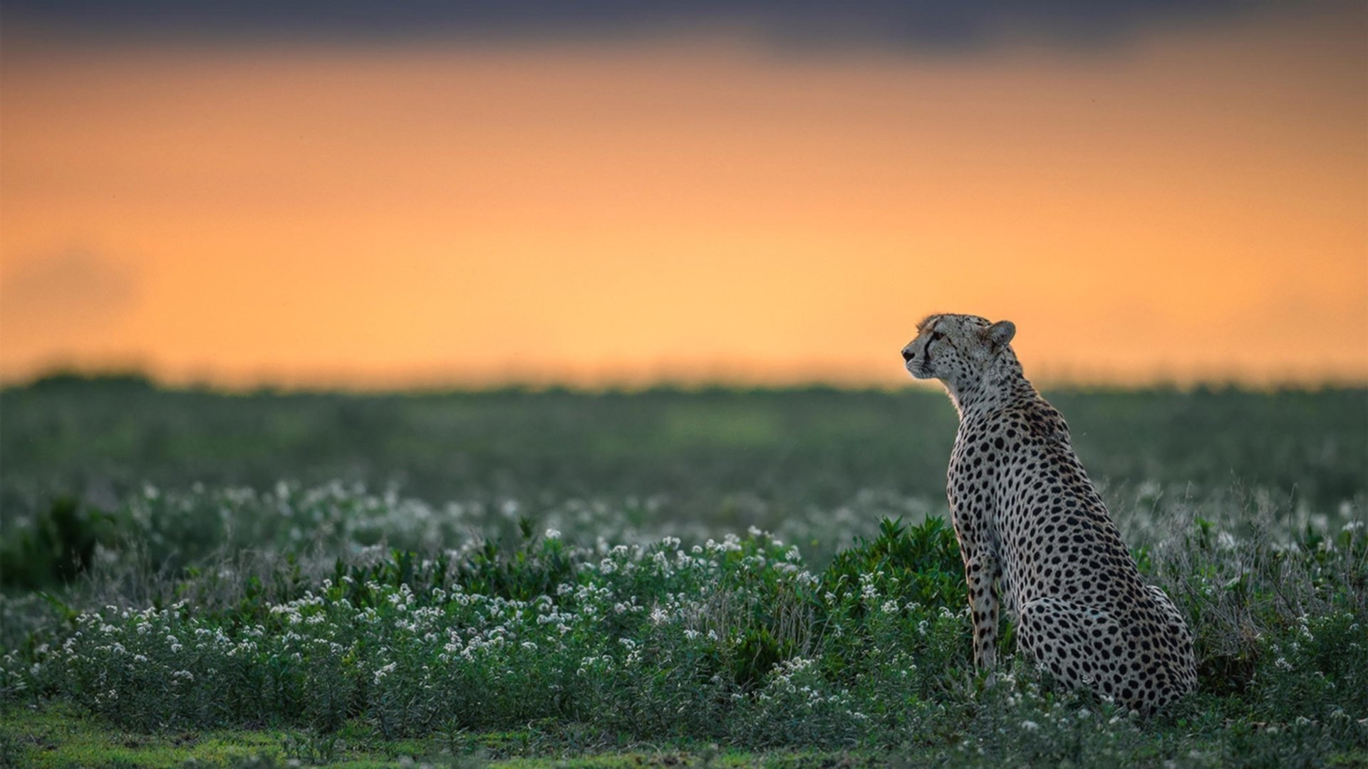 文班亚马末节统治攻防，深圳双加时险胜新疆