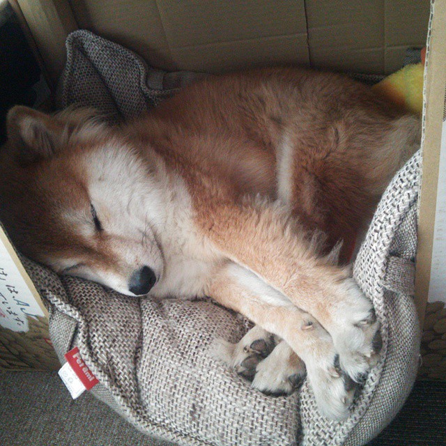 开云体育在线-绿茵场上的金字塔，当埃及的沙带走沙特的风暴