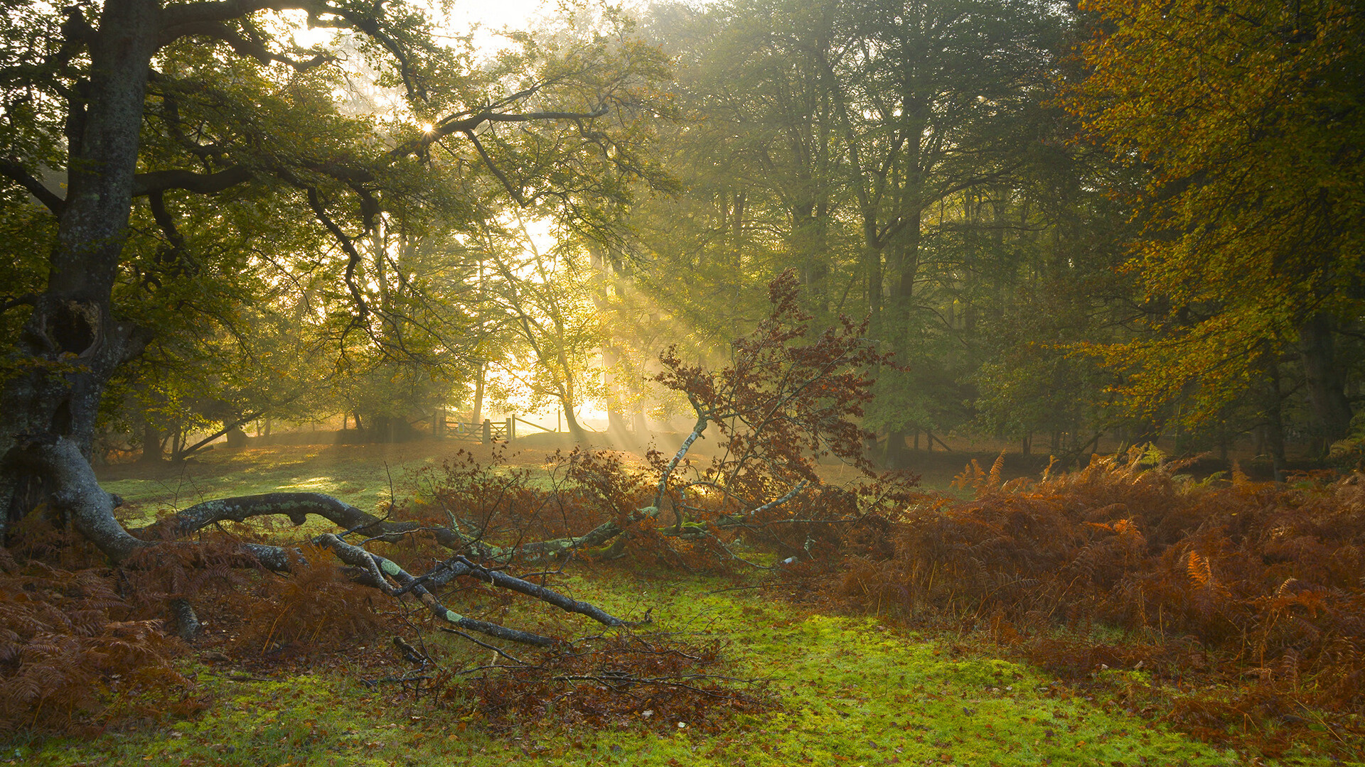 从阿兹特克到北伦敦,当墨西哥火焰点燃欧冠之夜