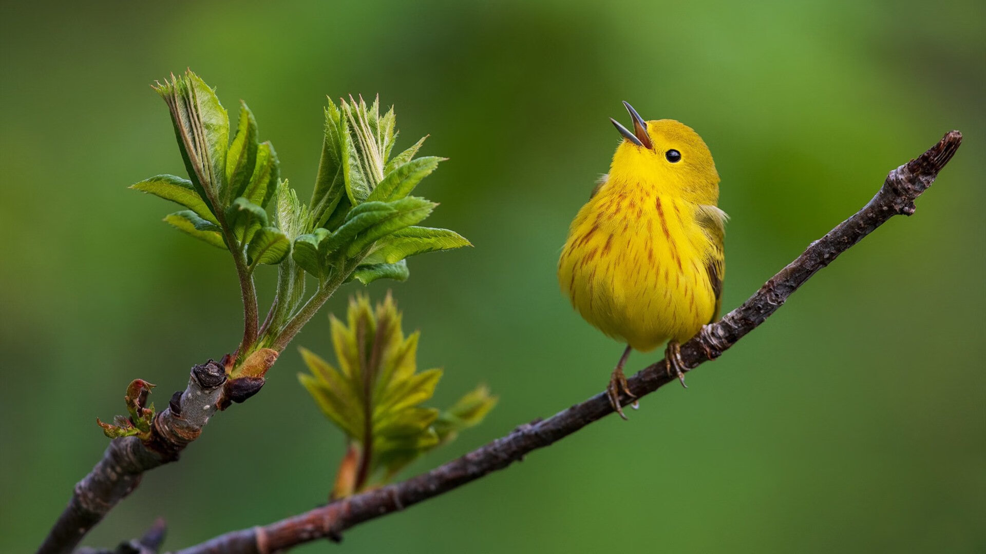 双轨竞速，从F1街道赛的极速狂飙到拜仁慕尼黑的东方突围战