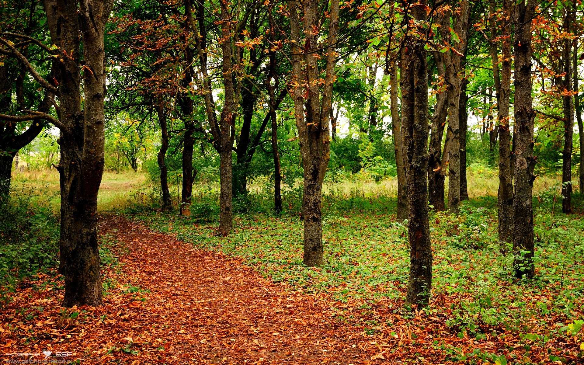 开云体育APP下载-双城记，当欧冠决赛的荣光，照亮森林狼翻盘奇才的狼烟