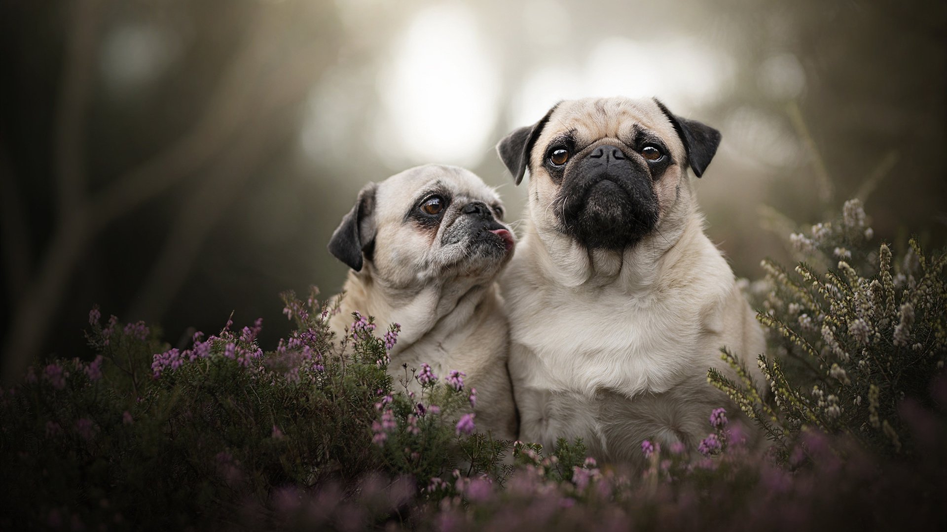 开云体育APP下载-双重赛道，当老鹰的爪牙撕裂篮网，马克西在银箭赛道上接管时代