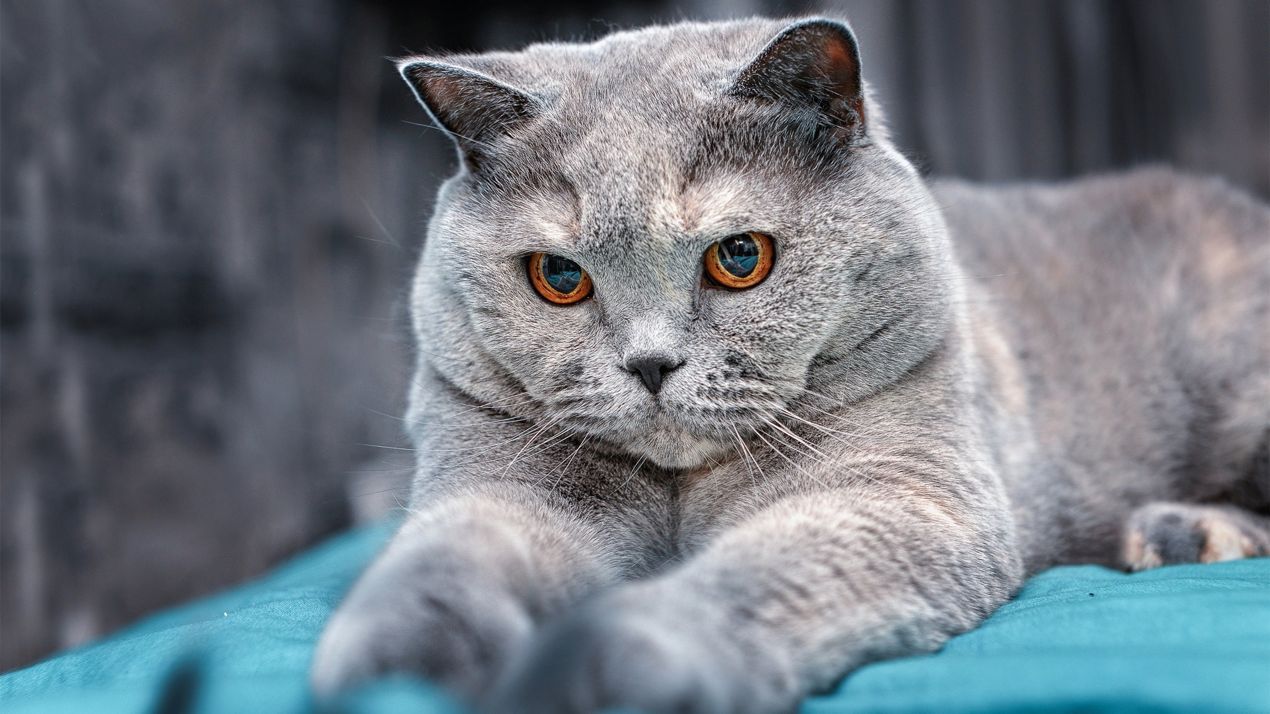 红线,当绿茵场与赛车终点同时被人类对胜利的渴望点燃