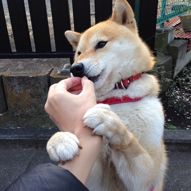 吉林队为何能用三分雨浇灭凯尔特人?抢七战背后的火力哲学