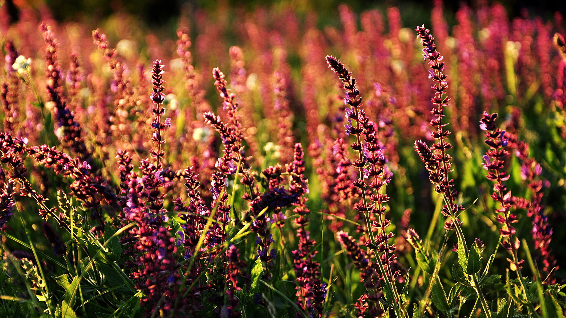 掘金制霸新疆队，西亚卡姆关键先生闪耀全场