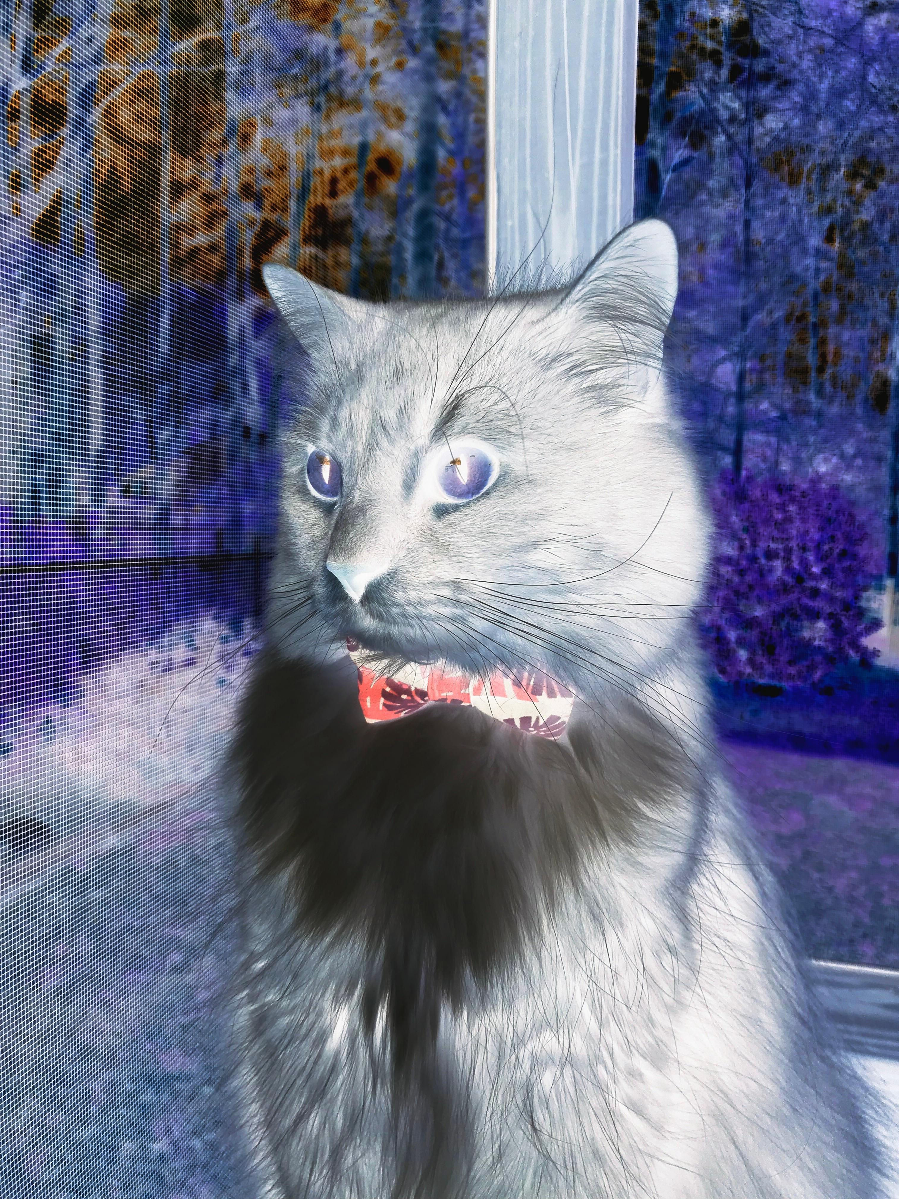 喀麦隆终结沙特，阿坎吉稳定输出不掉线，铸就绿茵场上的胜利传奇