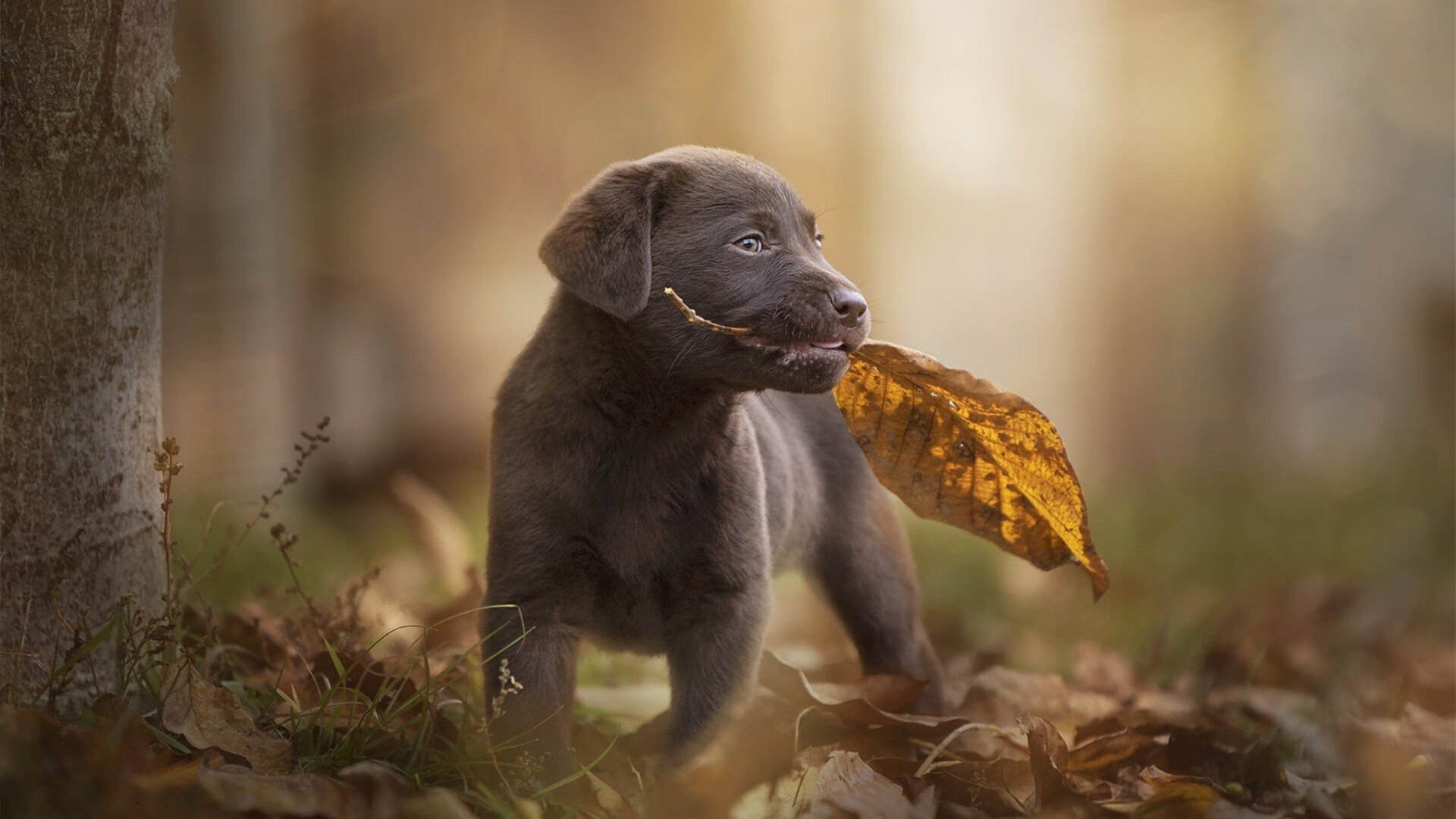 开云平台-爆冷之夜，快船逆袭鹈鹕，小贾伦关键先生引领逆袭