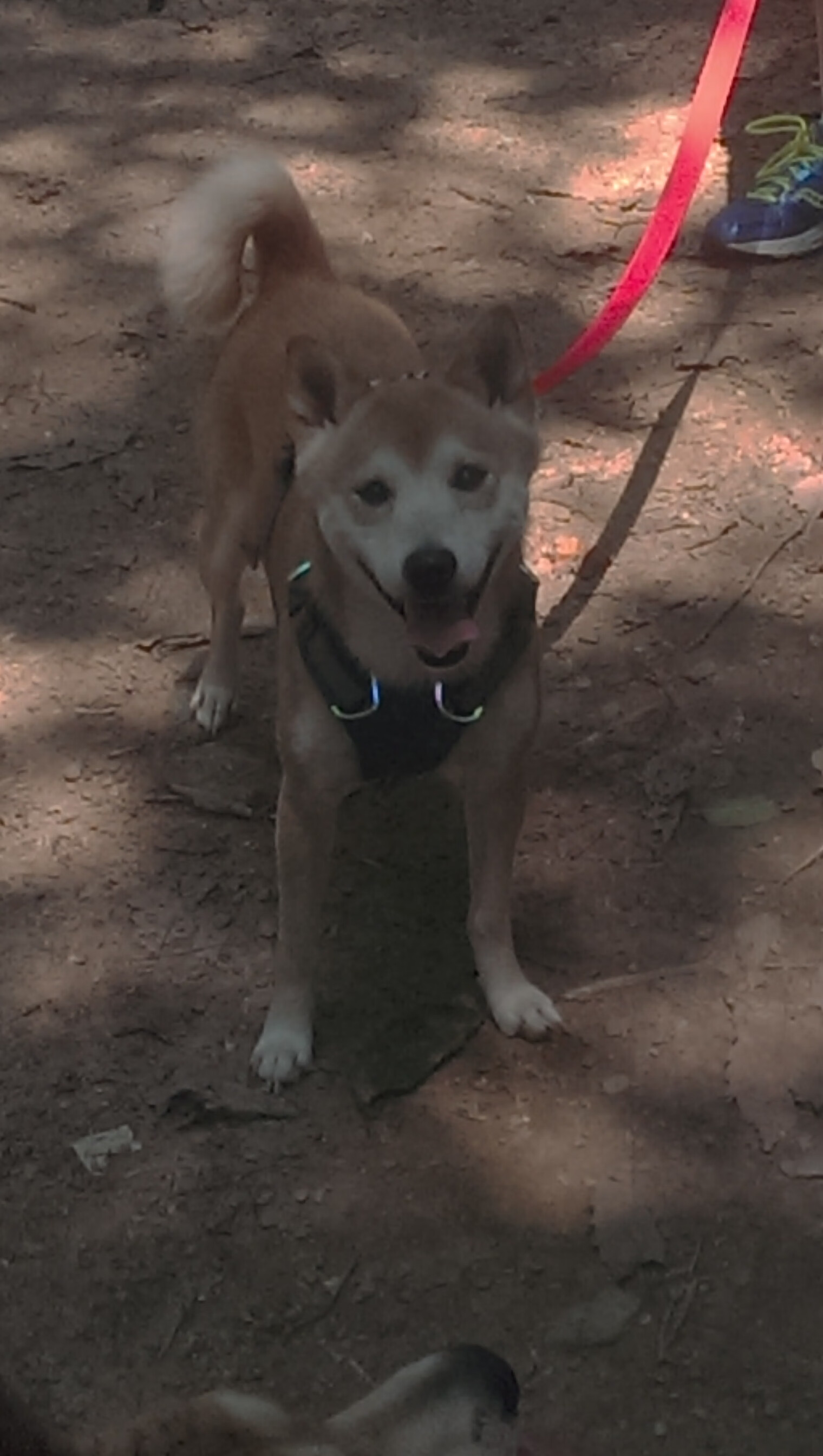 武切维奇狂轰新高,火箭式进攻击溃辽宁防线