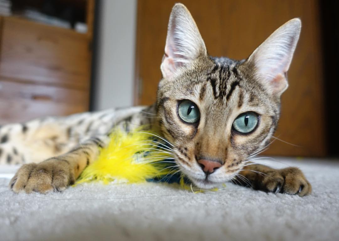 开云体育-老鹰压哨击败国王，乔治成为关键先生