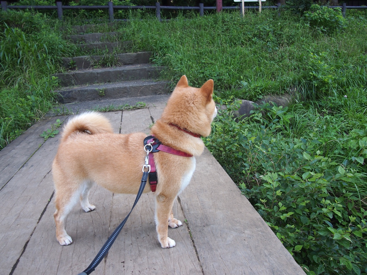 范弗利特，新奥尔良夜空的新焰火技师