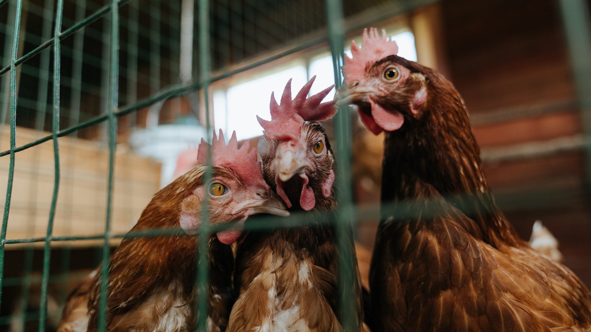 瑞士翻盘那不勒斯,加克波攻防转换核心铸就逆转奇迹