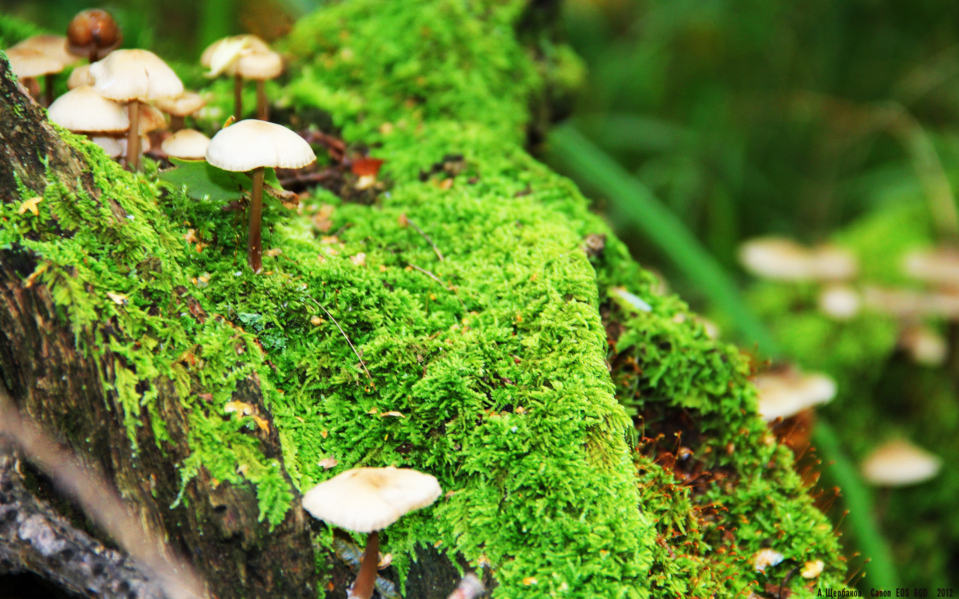 开云官网-生死夜，孤星亮