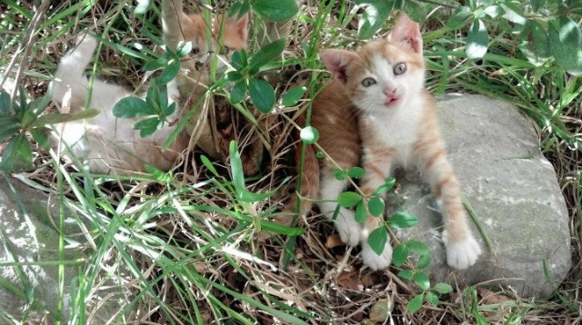 不睡的人接管世界，从马克西到马刺，竞技体育深夜不熄的灯火