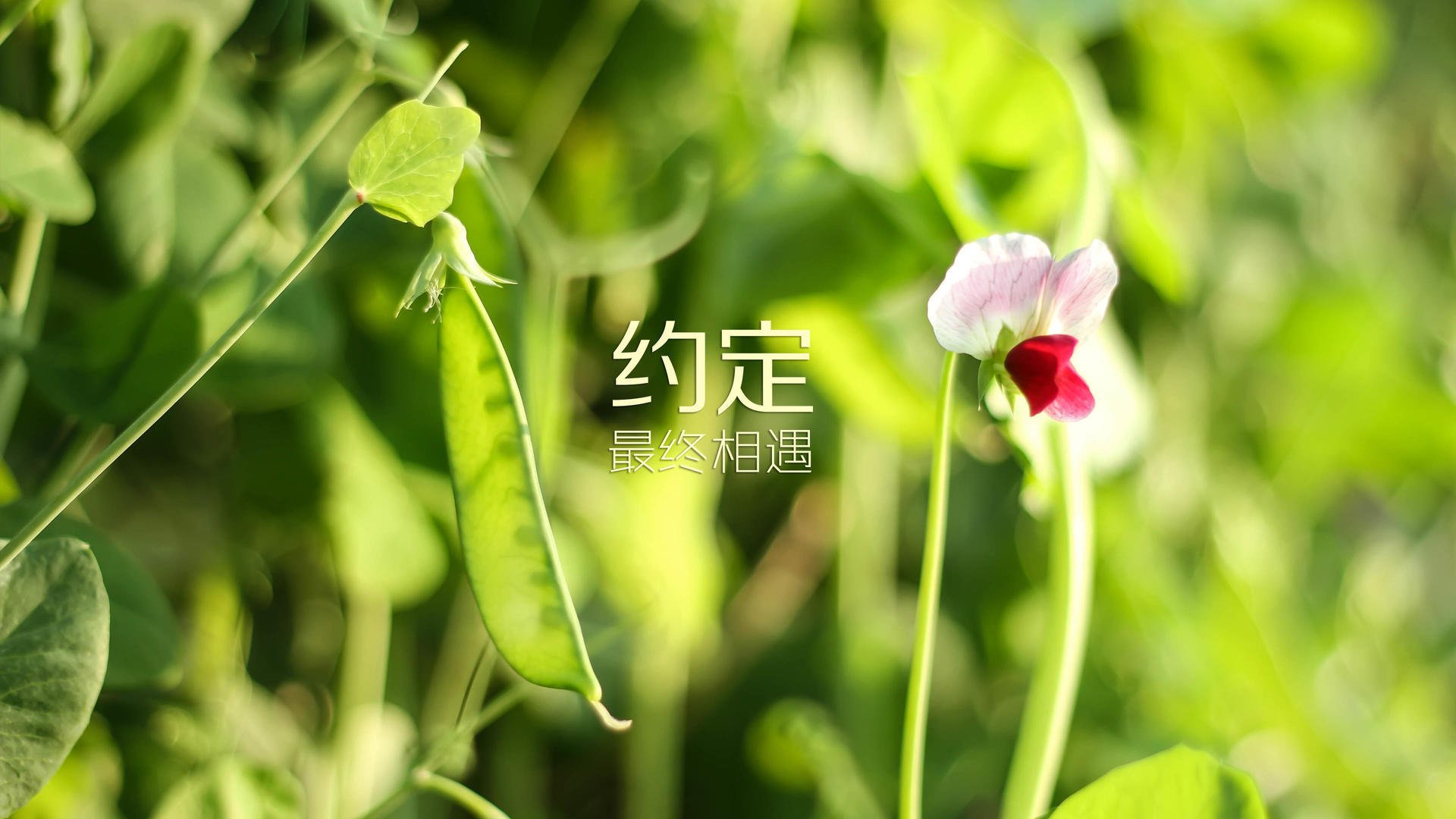 南美雄鹰展翅高飞,厄瓜多尔绝杀喀麦隆,托纳利一剑封喉书写世界杯传奇